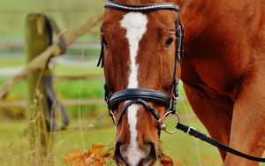 Preview wallpaper horse, muzzle, bridle, grass