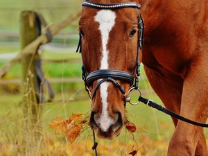 Preview wallpaper horse, muzzle, bridle, grass