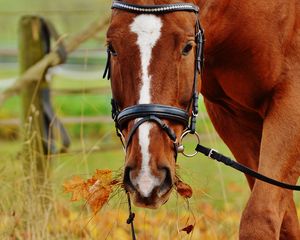 Preview wallpaper horse, muzzle, bridle, grass