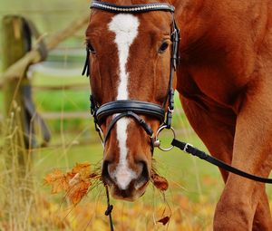 Preview wallpaper horse, muzzle, bridle, grass