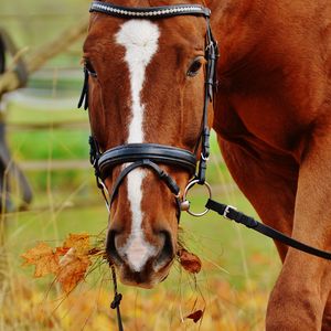 Preview wallpaper horse, muzzle, bridle, grass