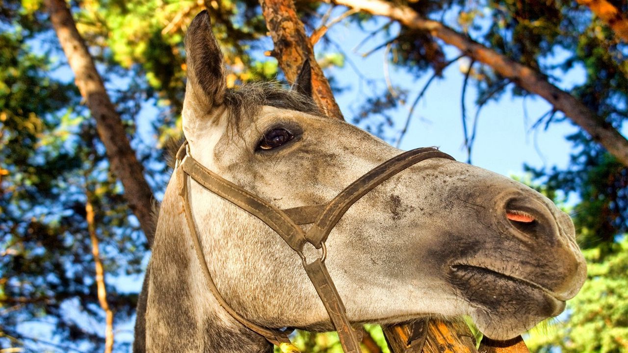 Wallpaper horse, muzzle, bridle, background, nature