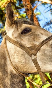 Preview wallpaper horse, muzzle, bridle, background, nature