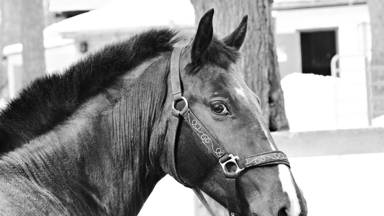 Wallpaper horse, muzzle, bridle, eyes, black and white