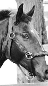 Preview wallpaper horse, muzzle, bridle, eyes, black and white