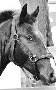 Preview wallpaper horse, muzzle, bridle, eyes, black and white