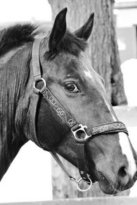 Preview wallpaper horse, muzzle, bridle, eyes, black and white