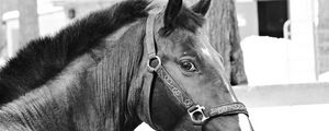 Preview wallpaper horse, muzzle, bridle, eyes, black and white