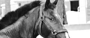 Preview wallpaper horse, muzzle, bridle, eyes, black and white