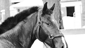 Preview wallpaper horse, muzzle, bridle, eyes, black and white