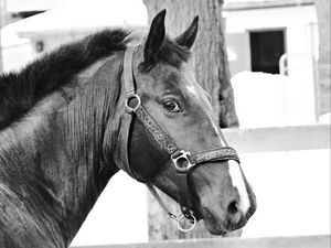 Preview wallpaper horse, muzzle, bridle, eyes, black and white