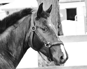 Preview wallpaper horse, muzzle, bridle, eyes, black and white