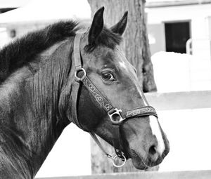 Preview wallpaper horse, muzzle, bridle, eyes, black and white