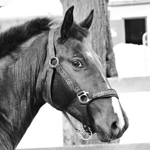 Preview wallpaper horse, muzzle, bridle, eyes, black and white