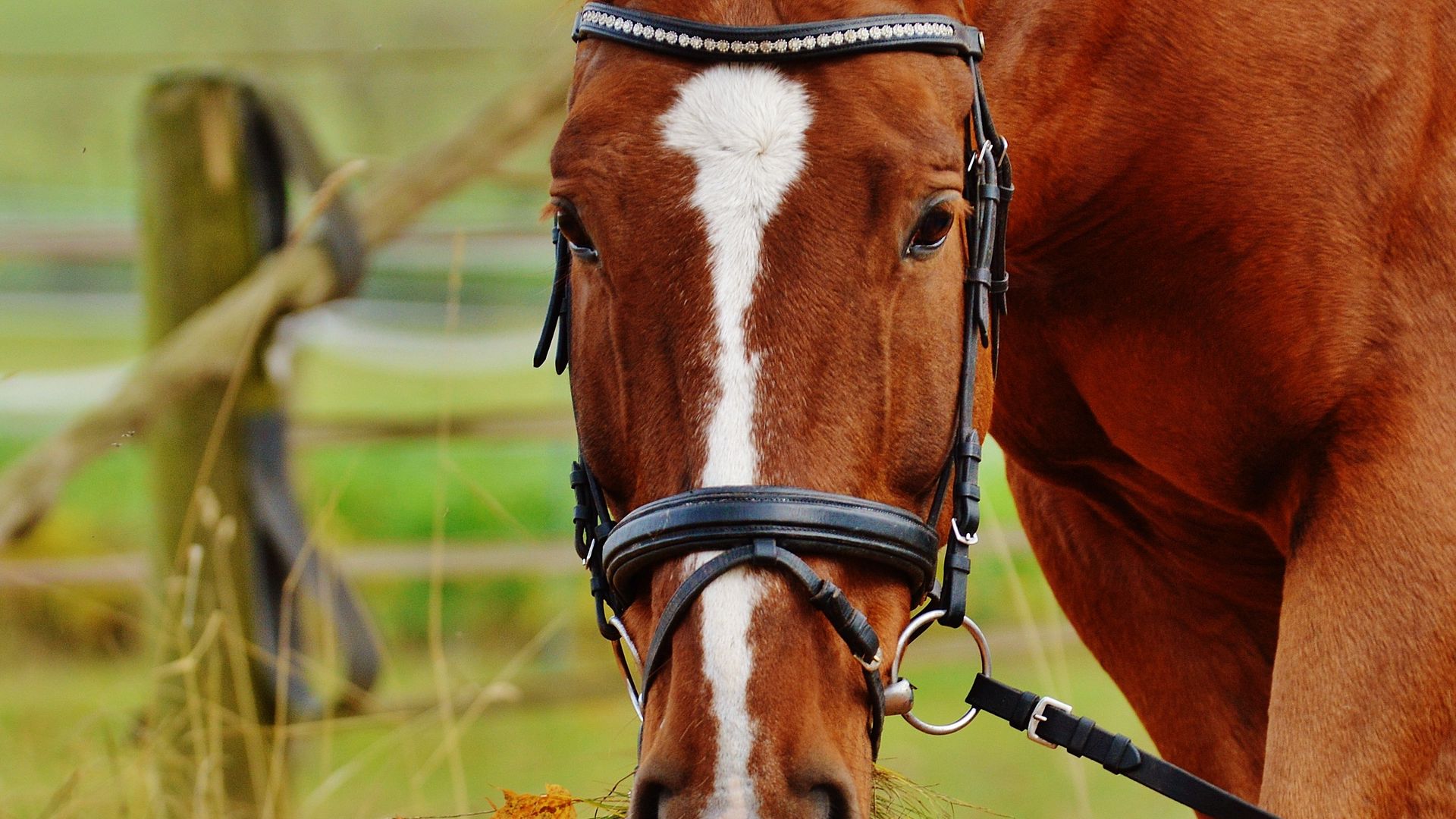 Download wallpaper 1920x1080 horse, muzzle, bridle, grass full hd, hdtv