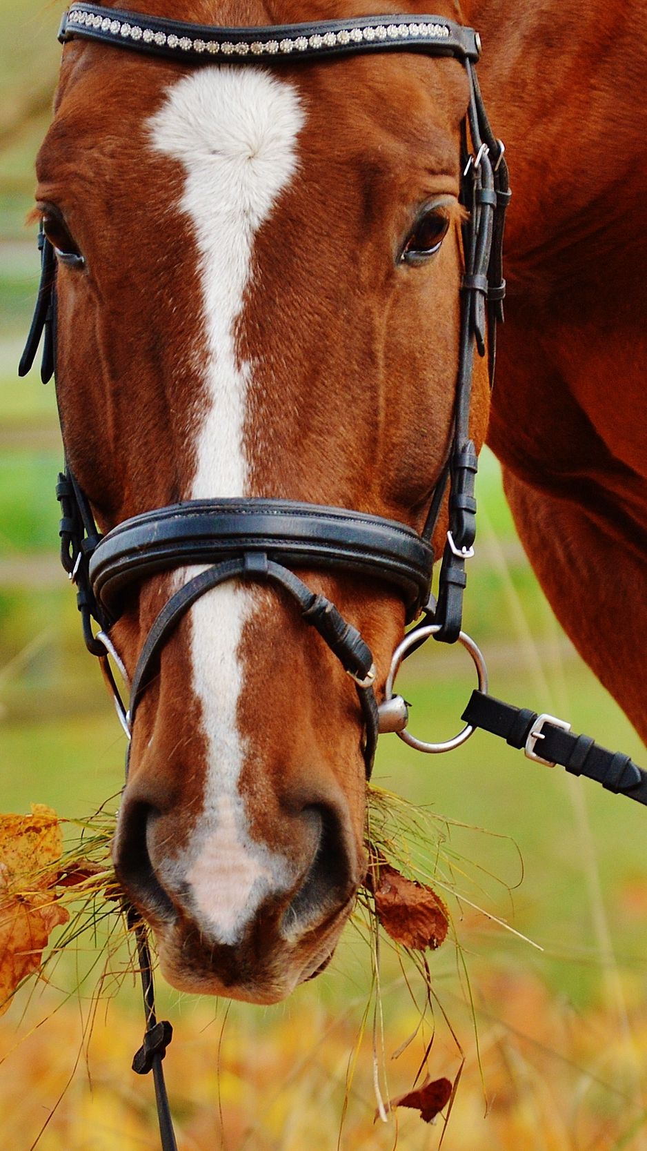 Download wallpaper 938x1668 horse, muzzle, bridle, grass iphone 8/7/6s