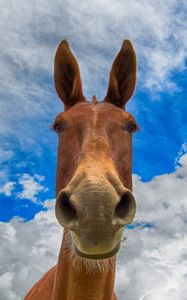 Preview wallpaper horse, muzzle, funny, observe