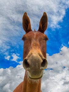 Preview wallpaper horse, muzzle, funny, observe