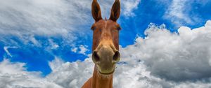 Preview wallpaper horse, muzzle, funny, observe