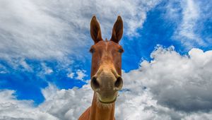 Preview wallpaper horse, muzzle, funny, observe