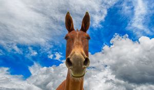 Preview wallpaper horse, muzzle, funny, observe