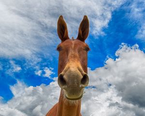 Preview wallpaper horse, muzzle, funny, observe