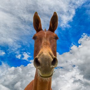 Preview wallpaper horse, muzzle, funny, observe