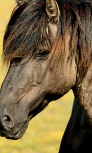 Preview wallpaper horse, muzzle, mane, profile