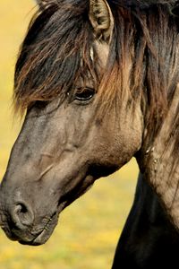 Preview wallpaper horse, muzzle, mane, profile