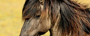 Preview wallpaper horse, muzzle, mane, profile