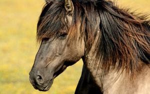 Preview wallpaper horse, muzzle, mane, profile