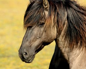 Preview wallpaper horse, muzzle, mane, profile