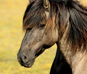 Preview wallpaper horse, muzzle, mane, profile