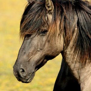 Preview wallpaper horse, muzzle, mane, profile