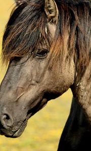 Preview wallpaper horse, muzzle, mane