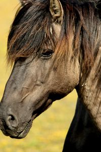 Preview wallpaper horse, muzzle, mane