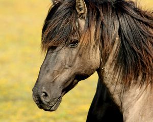 Preview wallpaper horse, muzzle, mane