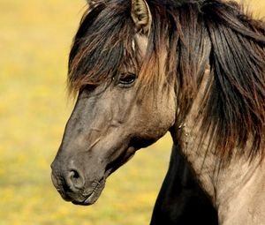 Preview wallpaper horse, muzzle, mane