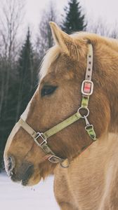 Preview wallpaper horse, muzzle, mane