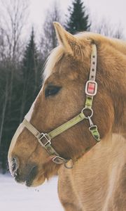 Preview wallpaper horse, muzzle, mane
