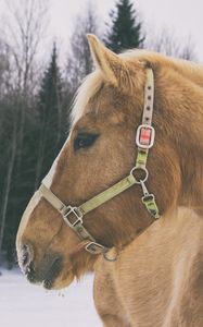 Preview wallpaper horse, muzzle, mane