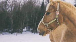 Preview wallpaper horse, muzzle, mane