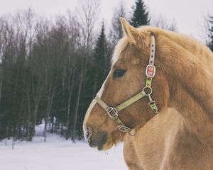 Preview wallpaper horse, muzzle, mane
