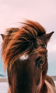 Preview wallpaper horse, muzzle, mane, eyes