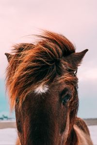 Preview wallpaper horse, muzzle, mane, eyes