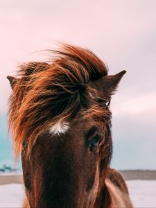 Preview wallpaper horse, muzzle, mane, eyes