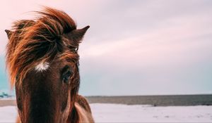 Preview wallpaper horse, muzzle, mane, eyes