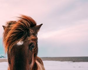 Preview wallpaper horse, muzzle, mane, eyes