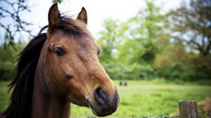 Preview wallpaper horse, nature, background