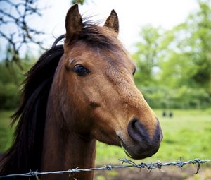 Preview wallpaper horse, nature, background